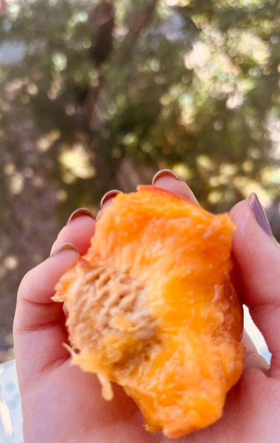 hand holding a peace pit