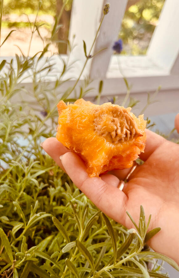 Hand holding a peach pit